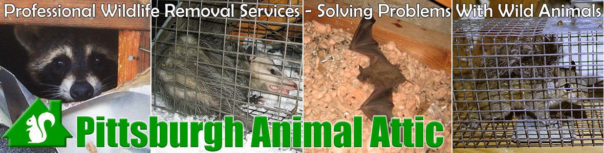 Pittsburgh
 Animal Attic